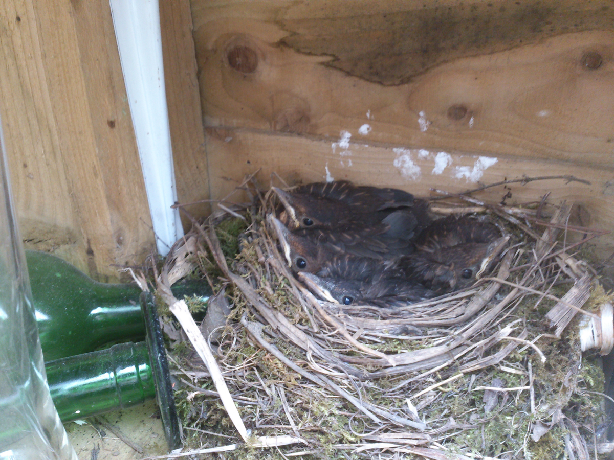 Blackbird Nest