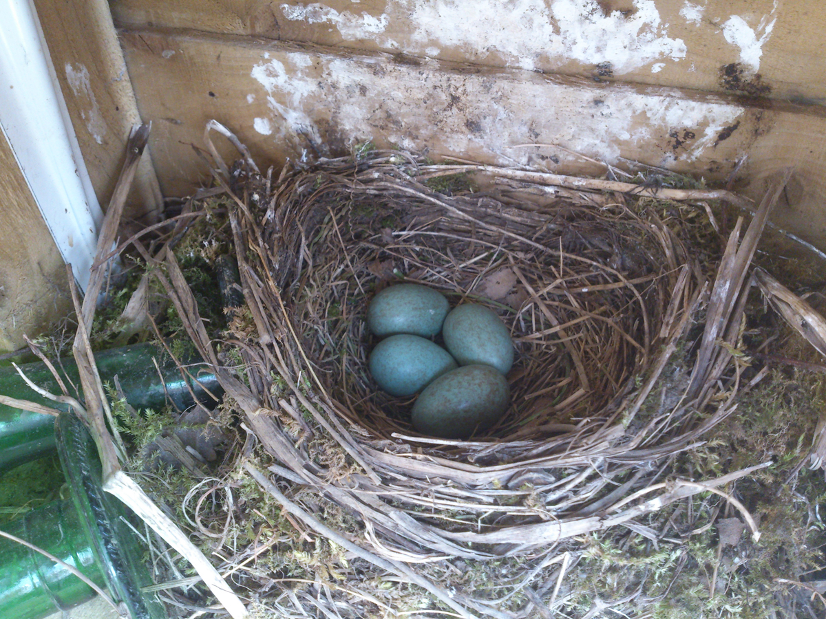 Blackbird Eggs - (1)_w