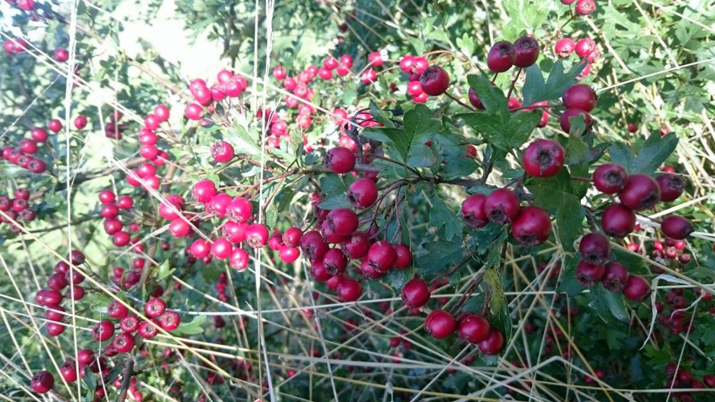 hawthorn-berries_w
