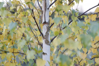 M.G. 4 – Grove – Grove Silver Birch