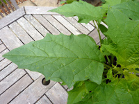 P1000487_w.jpg