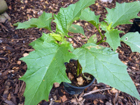 P1000496_w.jpg
