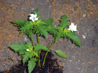 P1000514_w.jpg