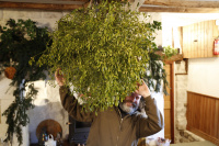 mistletoe_k6a0141_original.jpg