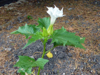 P1000517_w.jpg