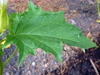 P1000523_w.jpg