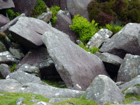 P1000017_w.jpg