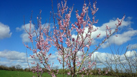70A2-Cherry-Blossom-in-Bloom-_w.jpg