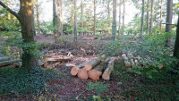 Wayland's Wood - forestry 1.jpg