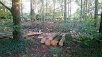 Wayland's Wood - forestry 2.jpg