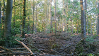 Wayland's Wood - forestry 3.jpg