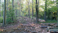 Wayland's Wood - forestry 4.jpg