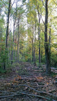 Wayland's Wood - forestry 5.jpg