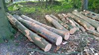 Wayland's Wood - forestry 6.jpg