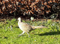 SM002-Pheasant walking in sun.jpg