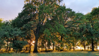 Summer Solstice Waylands_01.jpg