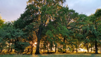 Summer Solstice Waylands_02.jpg