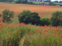 TN7 - Poppy Fields