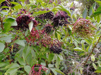 TN13 - Elderberries.jpg