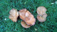 TN14 - Fungi.jpg