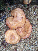 TN15 Fungi.jpg
