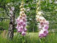 TN18 - Foxgloves.jpg