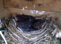 TN22 - Bleckbirds Nest.jpg
