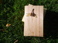 TN23 - Dragonfly.jpg