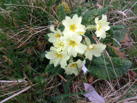 TN24 - Primrose.jpg