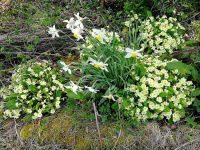 TN26 - Primroses and Daffodils.jpg