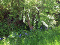 TN28 - Bluebells and Mayflowers.jpg