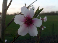 TN31 - Almond Blossom.jpg