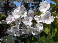 TN32 - Wild Cherry Blossom.jpg