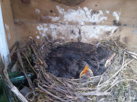Blackbirds-2nd-Brood_w.jpg