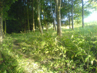 Little-Wood-6_w.jpg