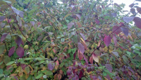 62A-Dogwoods_w.jpg
