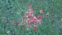 62B-Almond-Shells_w.jpg