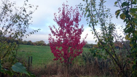 63B1-Cherry-Tree-_w.jpg