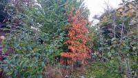 63B2-Rowan-Tree-_w.jpg