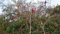 64A-Wild-Rosehips-w.jpg