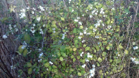 66A-Snowberries-w.jpg