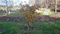 66B-Twisted-Hazel-w.jpg