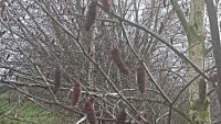 67A-Catkins_w-.jpg