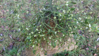 67B-Mistletoe_w-.jpg