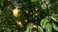 Apples_w-.jpg