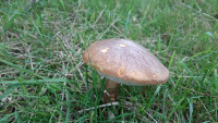 Autumn-Equinox-Funghi-2_w.jpg