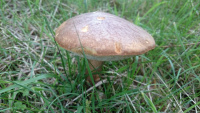 Autumn-Equinox-Funghi-3_w.jpg