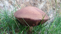 Autumn-Equinox-Funghi-4_w.jpg
