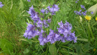 Bluebells-1_w.jpg