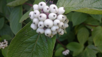 Dogwood-Berries_w-.jpg